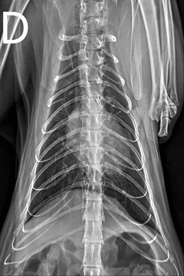 Radiografia de tórax em projeção ventrodorsal (exame real anonimizado)